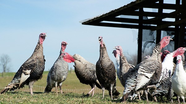 Smart and Giant Industry of Turkey Farming:How the U.S. Feeds the World