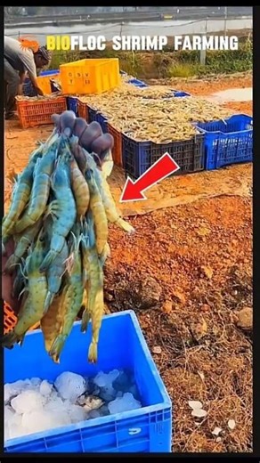 🦐 Biofloc shrimp farming\\📈Chhote tank me bada production