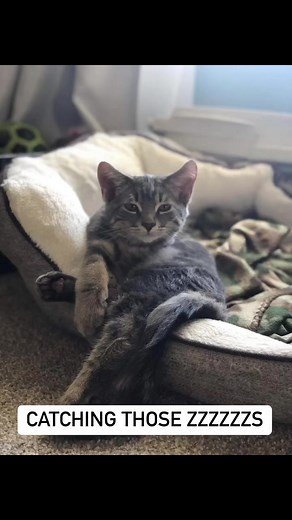 Mason County Mutts on Reels