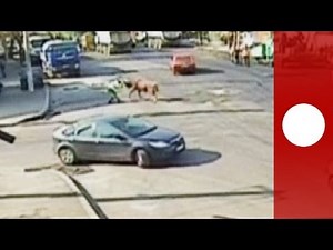Video: Charging bull attacks traffic warden in the middle of street in Romania