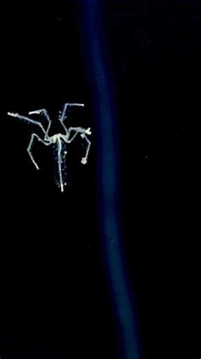 Sea Spider (Pycnogonid)#marinemystery #youtubeshorts #shorts #short #shortvideos #facts #factshorts