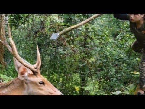detect wild deer tracks, hide and trap wild deer, survival alone