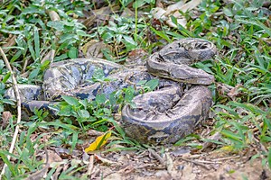 Python Attacks Puppy Until Aussie Woman Goes All 'Oh Hell Nah' And Saves The Day