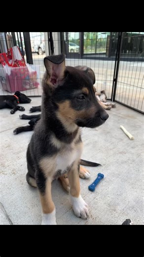 ADOPT a Puppy! @Detroit Dog Rescue We had such a great time @MOD Pizza. Nothin’ better than puppies n pizza