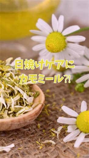 日焼け後の肌を落ち着かせる…カモミールが天然の日焼け止めケアとして愛される理由 #モエチャン #shorts