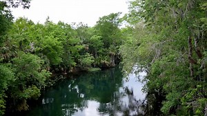 453K views · 3.2K reactions | Deep in the forests of Central Florida,...