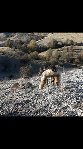 16K views · 309 reactions | Deutsch Drahthaar Fox Hunting | Hüseyin Tunçal | Facebook