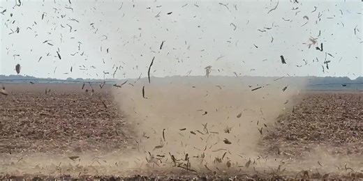 Dust devil creates 'cornado' across Mississippi field