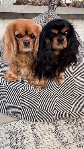 b i l l i & s h o r t i | To think… after all we do for you 😑 : : : : : : : : : : : : : : : : : : : : : #billibeeboo #cavaliersofinstagram #dogoftheday #instadog... | Instagram