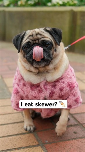 This Pug cares about one thing only… 🍢🤤