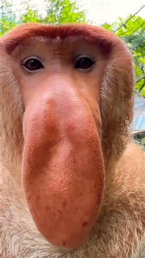 Proboscis Monkey Makes Funny Noises