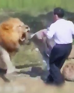 191K views · 1.7K reactions | 28 Terrifying Situations Of Animals Challenging Humans Violently Filmed 老vs | Best Video | Facebook