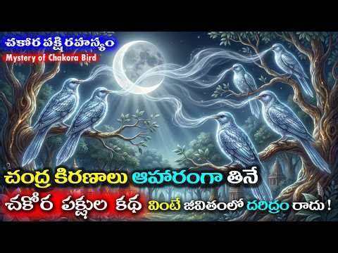 చంద్ర కిరణాలను మాత్రమే ఆహారంగా తినే చకోర పక్షుల కథ వింటే దరిద్రం రాదు ! || #chakorapakshi #katha
