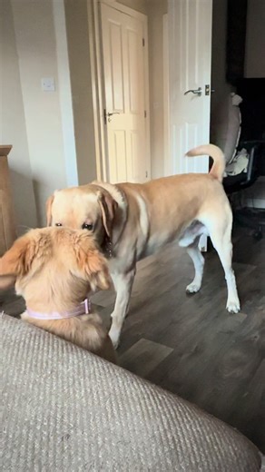 MrBarneyBoo on TikTok