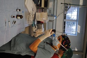 CSUEB Offers Online Veterinary Assistant Certificate Course