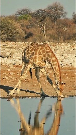 How giraffes drink water (and why it's so dangerous!)