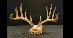 Poacher Hit with Record-Breaking Fine After Killing the Wrong Buck