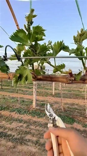 Pruning Shine Muscat Branches For Better Fruit Quality 🍇 #shorts #farming #gardening #vineyard