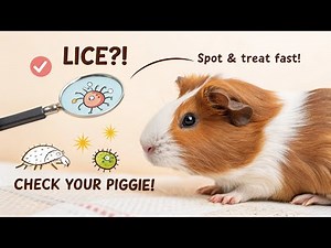 Guinea Pig Lice 101: Signs, Dangers, and Vet Advice