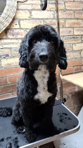 #doggroomers #northeastgroomers #dogs #dogwalker🚶🏻‍♂️🦮 #burnopfield #consett #sunniside #shotleybridge #whickham #medomsley | V.I.D - Very Important Dogs