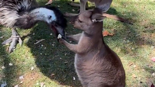 Cheeky emu steals baby kangaroo's snack leaving tourists amused