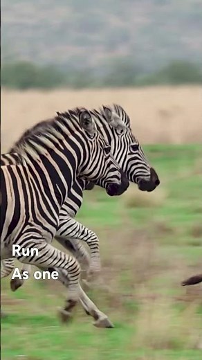 The Incredible Unity of Running Zebras 🦓