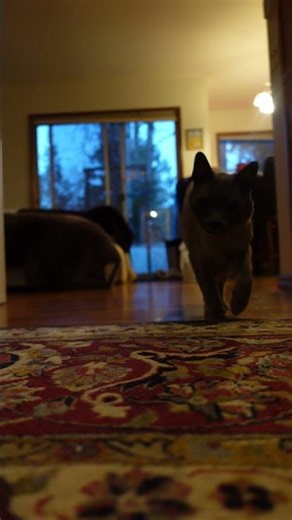 16 year old cat meowing shorts test