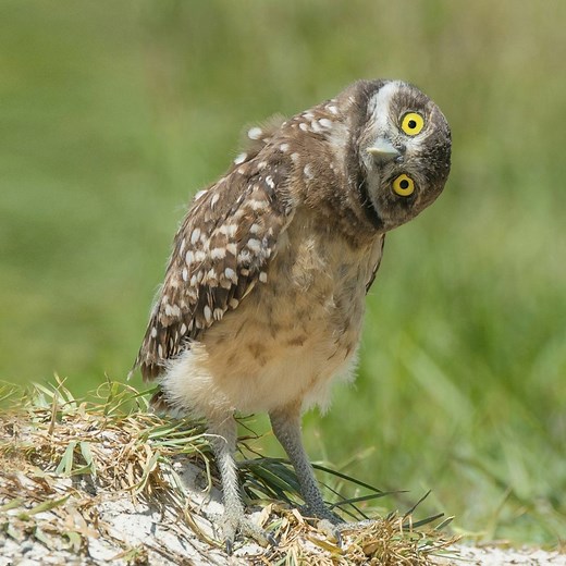 8 Ways to Improve Your Powers of Observation - Mindtools