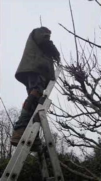 Pruning Catalpa bignonioides ✂️ (Indian bean tree) Late winter #Catalpa #pruning #gardeningtips