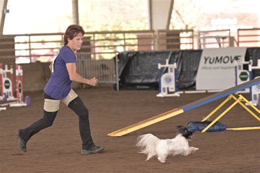 Senior Papillon 'Focus' Continues to Be a Prize-Winning Agility Competitor