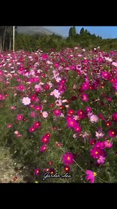 Cosmos field | Garden Idea