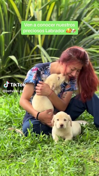 Descubre nuestros adorables cachorritos Labrador Retriever