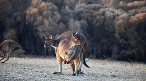 Calculating the Toll of the Australian Wildfires | Nature