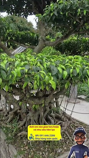 PHỐ ĐÊM | ĐIỆP RÂU CÂY CẢNH| CÂY CẢNH ĐẸP #bonsai #caycanh