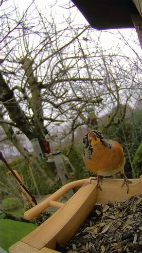 Close-up Of a Brambling Having a Snack #birds