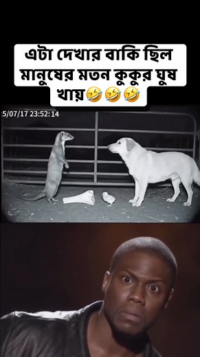 230K views · 1.7K reactions | মানুষের মতো কুকুরও ঘুষ খাই , #cat #reelschallenge #foryouシ #followers #viralvideo #follow #followme #viralreelsシ #reelsvideo #comedy #funnyreels #postviralシ #viralreels #fbreelsviral #fbreels #comedy | HR Entertainmen | Facebook