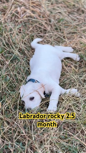 2.5 year transformation Labrador Rocky #feed #dog #labradoor #shots #puppy#trasformation #memes #ai