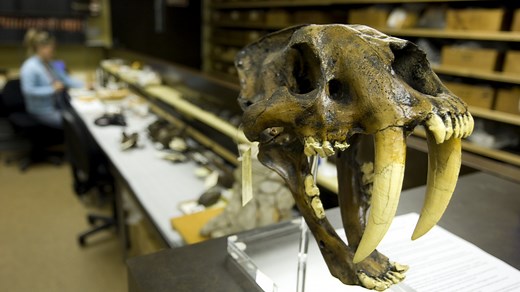 Saber teeth in predators evolved many times. Did it lead to their extinction?