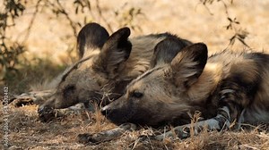 Brown hyena (Hyaena brunnea) looking for a prey, in Kgalagadi Transfrontier Park, South Africa