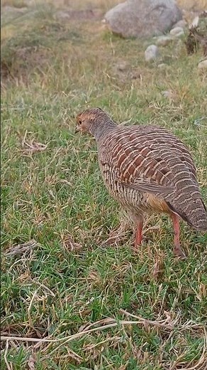 Partridge Eating & Chirping | Relaxing Bird Sound in Village #birds#teetarawaz #grayfrancolin#teetar