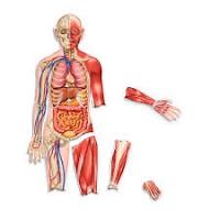 Anatomía: Partes del cuerpo humano