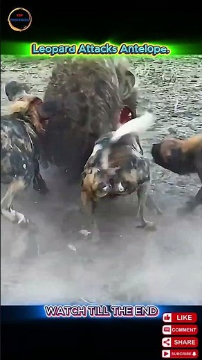 Lone Hyena vs Wild Dogs — Who Backs Down First?