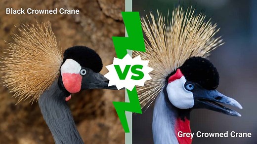 Black Crowned Crane vs. Grey Crowned Crane: What Are The Differences?