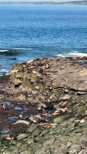 La Jolla Cove, San Diego, California 🦭 🌞 #seal #sealions #lajolla | The Best of San Diego