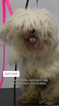 The most matted dog I have ever groomed | INSANE transformation