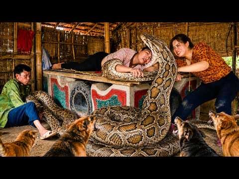 72 Hours Of Terror: Giant Pythons Breed Under Girl’s Bed While She Sleeps | Dogs Rescue Her!