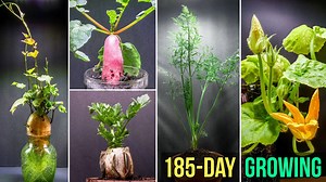 Growing plants time lapse compilation - 185 days