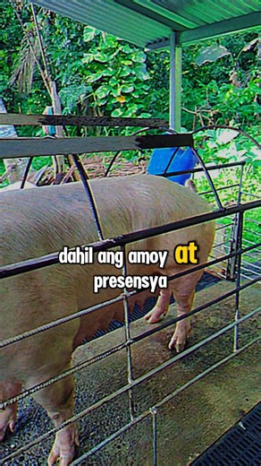 37K views · 508 reactions | Pagpalalandi sa bagong walay na inahing baboy | Naay Baboy | Facebook