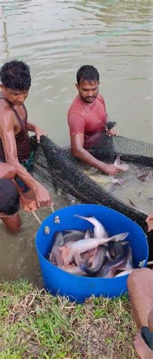Unboxing the Catch! Lifting Small Fish Traps from the Hidden Jungle Stream! 📦🐟​