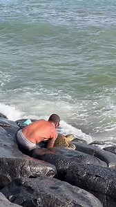35M views · 1.2M reactions | Amazing Turtle Rescue In #Hawaii ...